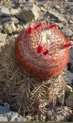 Melocactus peruvianus