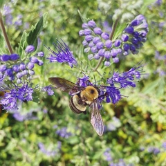 Xylocopa virginica virginica