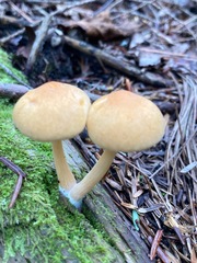Entoloma