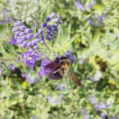 Xylocopa virginica virginica