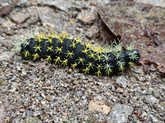 Colobura dirce