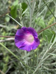 Ipomoea hederacea