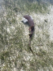 Ginglymostoma cirratum