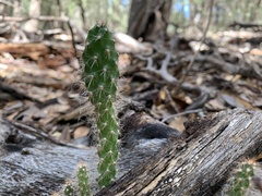 Opuntia chlorotica
