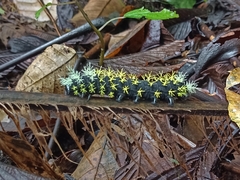 Colobura dirce