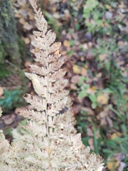 Athyrium filix-femina