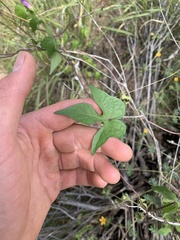 Ipomoea hederacea