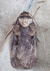 Pseudohermonassa bicarnea