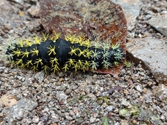 Colobura dirce