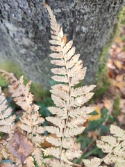 Athyrium filix-femina