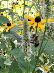 Bombus affinis