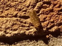 Spodoptera exigua