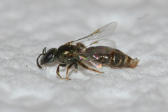 Lasioglossum imitatum