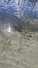 Ginglymostoma cirratum