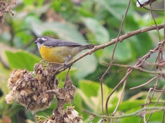Coereba flaveola