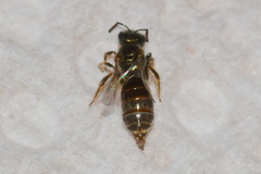 Lasioglossum imitatum
