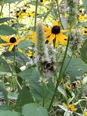 Bombus affinis
