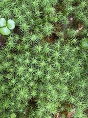 Polytrichum commune