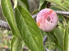 Prunus americana