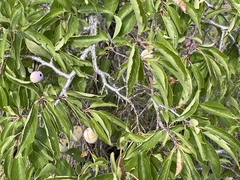Prunus americana
