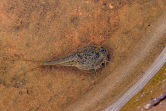 Triops