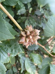 Ampelomyia vitiscoryloides