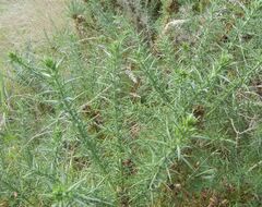 Ulex europaeus