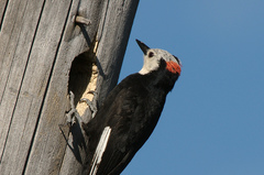 White-Headed Woodpecker photo 4