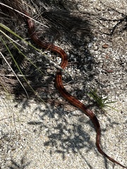 Pantherophis guttatus