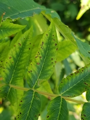 Pseudocercospora rhoina