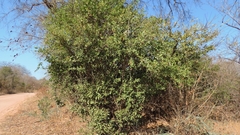 Boscia mossambicensis image