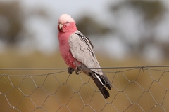 Eolophus roseicapilla albiceps