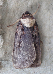 Pseudohermonassa bicarnea