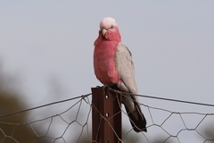 Eolophus roseicapilla albiceps