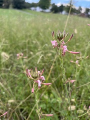 Oenothera gaura