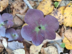 Hepatica nobilis