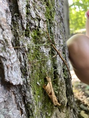 Diapheromera femorata