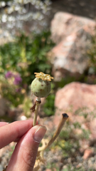 Papaver somniferum
