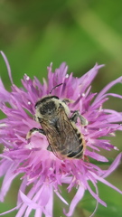 Megachile latimanus