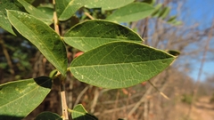 Image of Boscia mossambicensis
