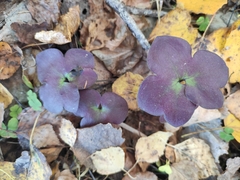 Hepatica nobilis