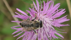 Megachile latimanus