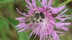 Megachile latimanus