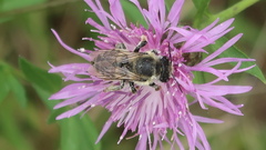 Megachile latimanus