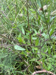 Oenothera gaura