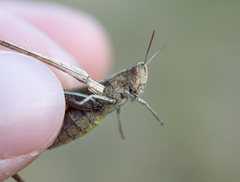 Chorthippus dorsatus