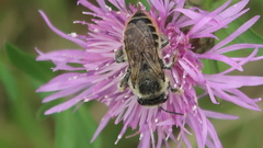 Megachile latimanus