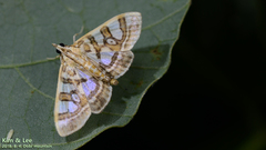 Glyphodes pryeri