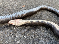 Pantherophis alleghaniensis
