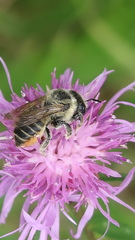 Megachile latimanus